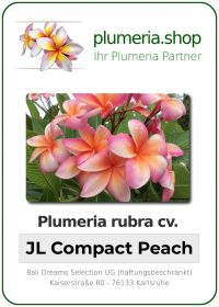 Plumeria rubra "JL Compact Peach"