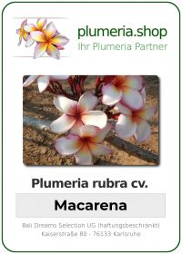 Plumeria rubra - "Macarena"