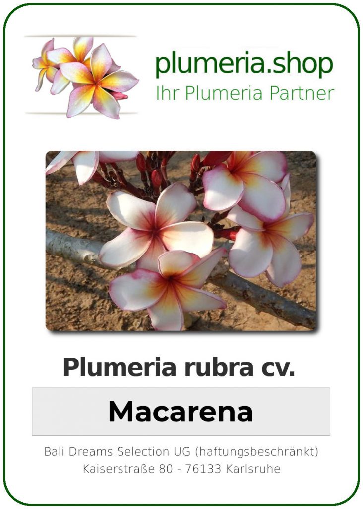 Plumeria rubra "Macarena"