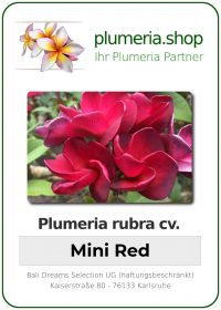 Plumeria rubra - "Mini Red"