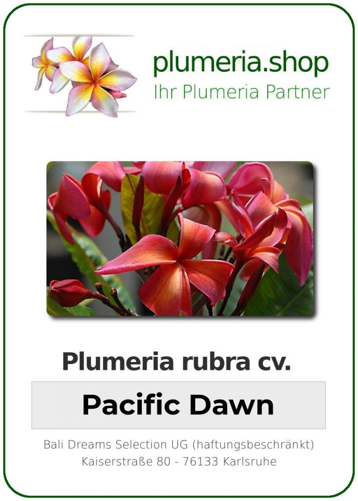 Plumeria rubra "Pacific Dawn"