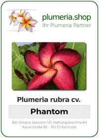 Plumeria rubra - "Phantom"