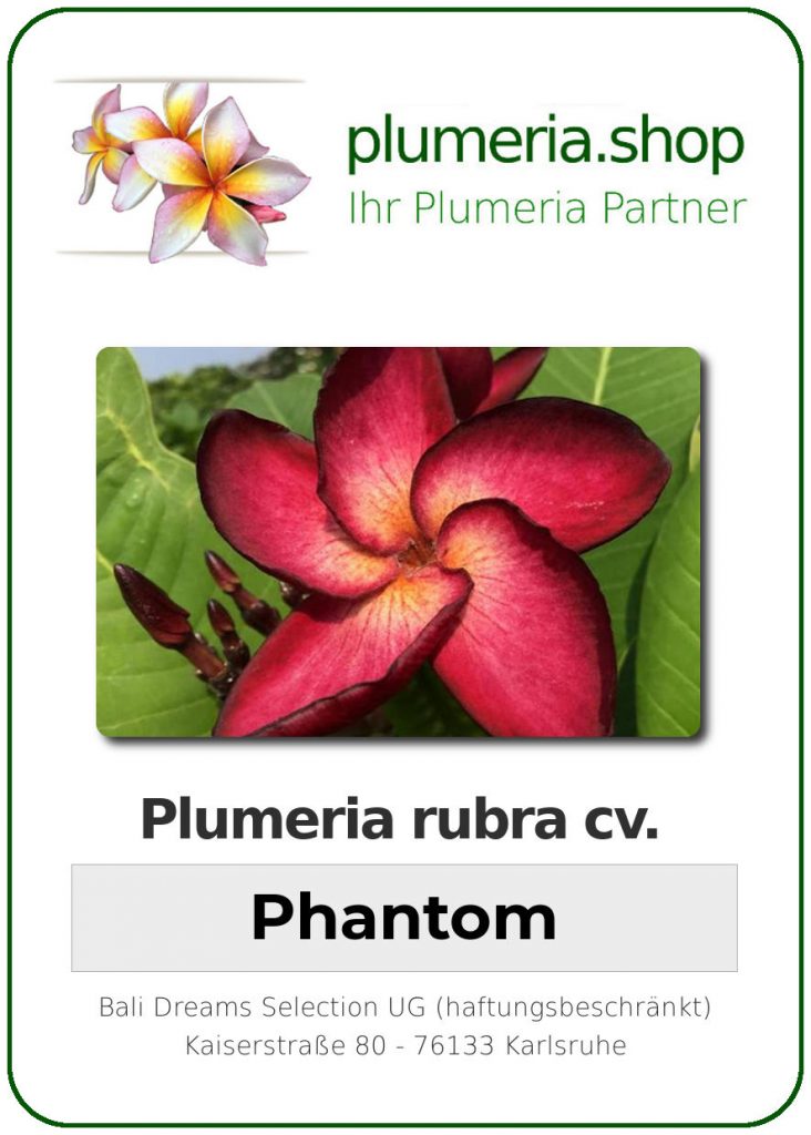 Plumeria rubra "Phantom"