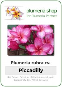 Plumeria rubra - "Piccadilly"
