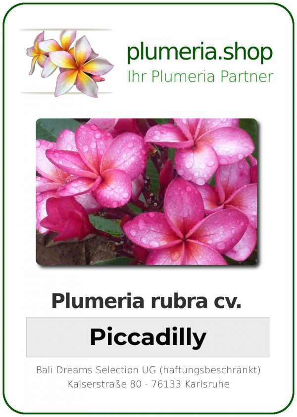 Plumeria rubra - &quot;Piccadilly&quot;