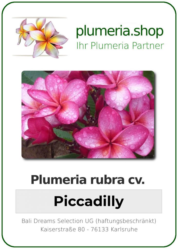 Plumeria rubra "Piccadilly"
