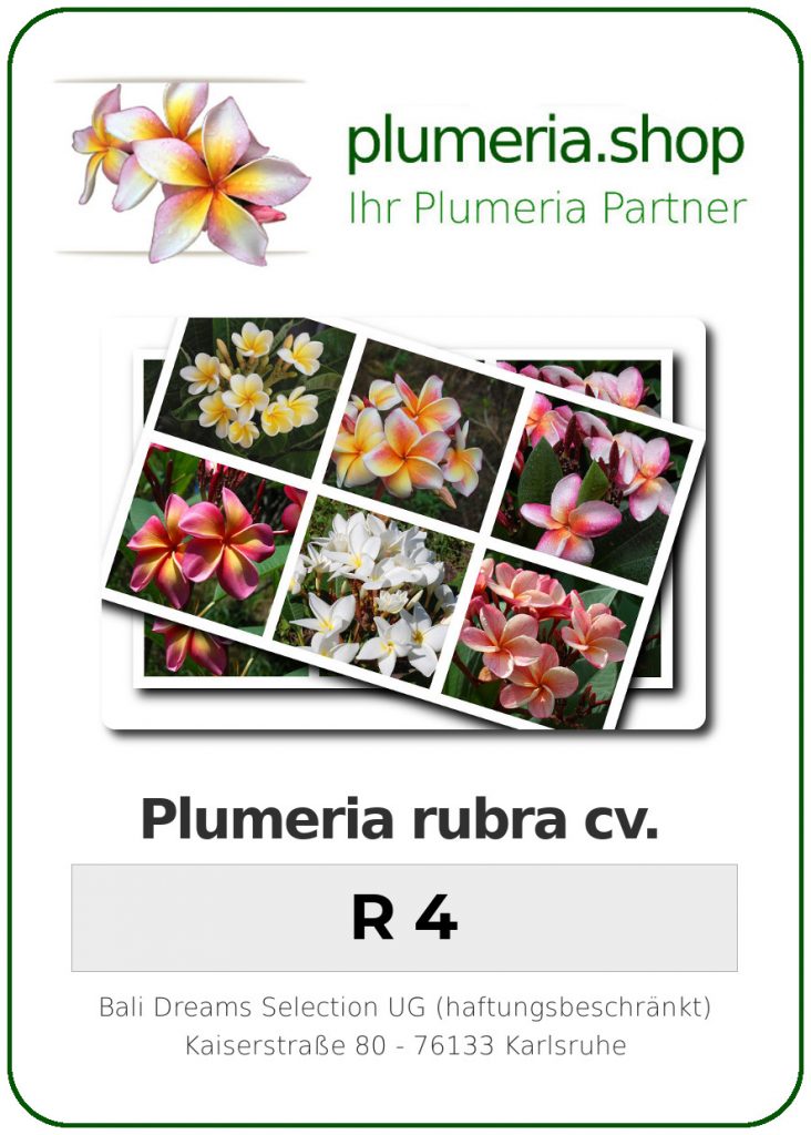 Plumeria rubra "R 4"