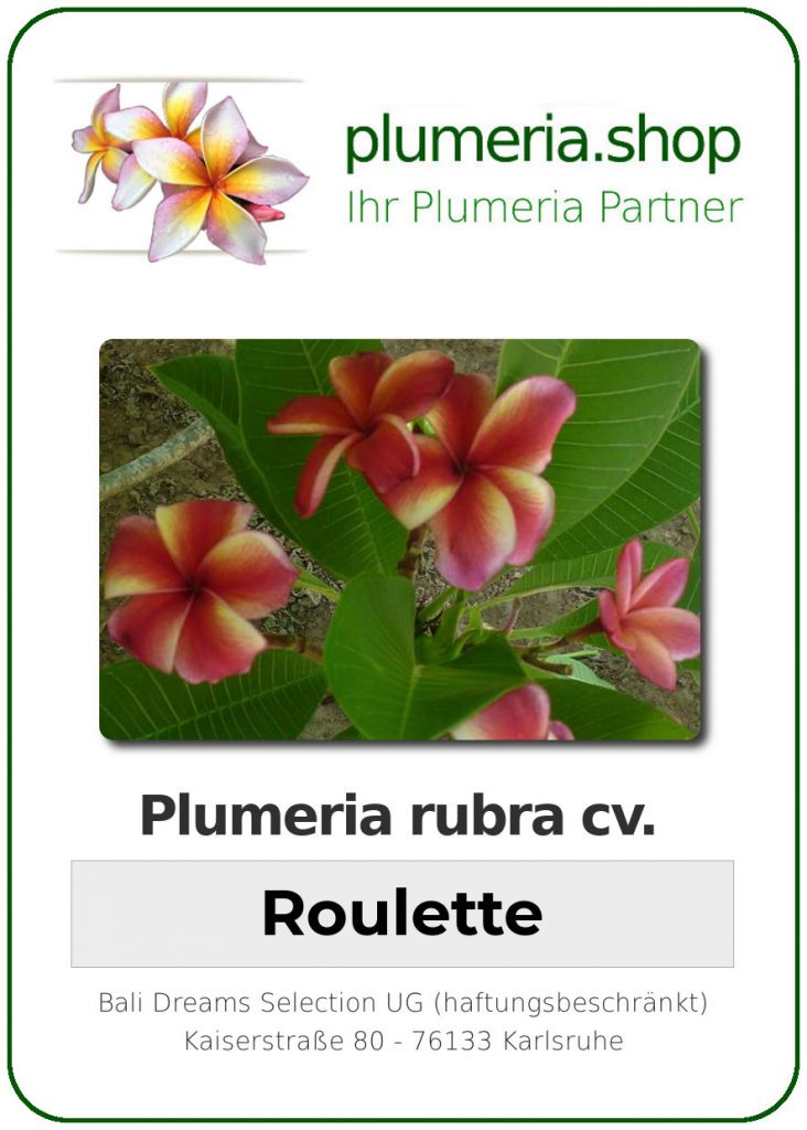 Plumeria rubra "Roulette"
