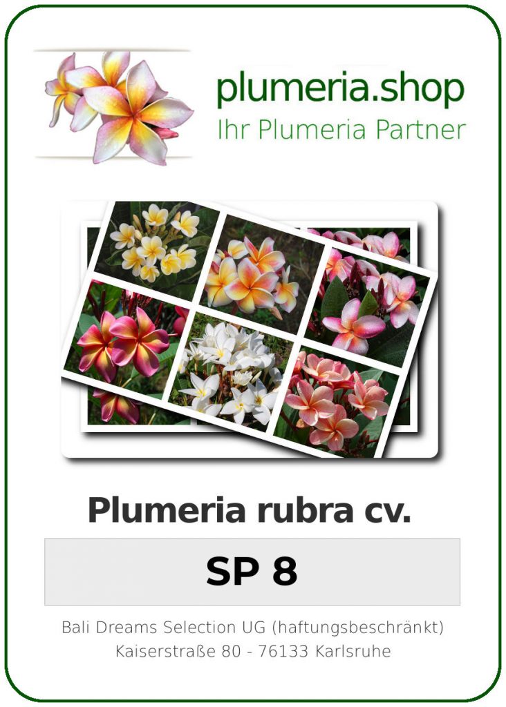 Plumeria rubra "SP 8"