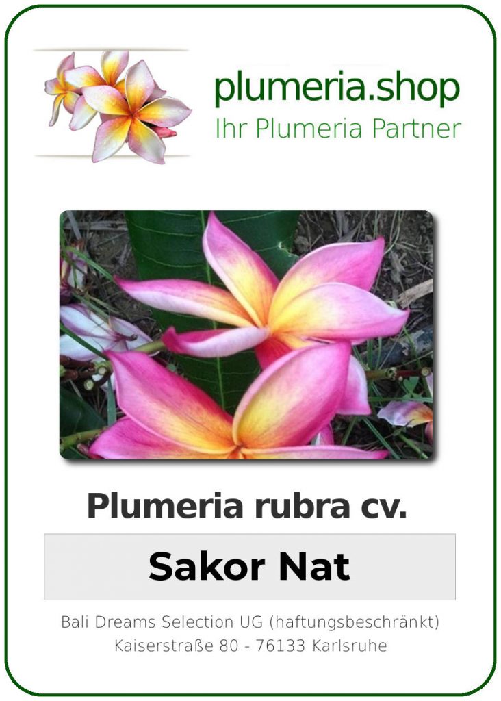 Plumeria rubra "Sakor Nat"