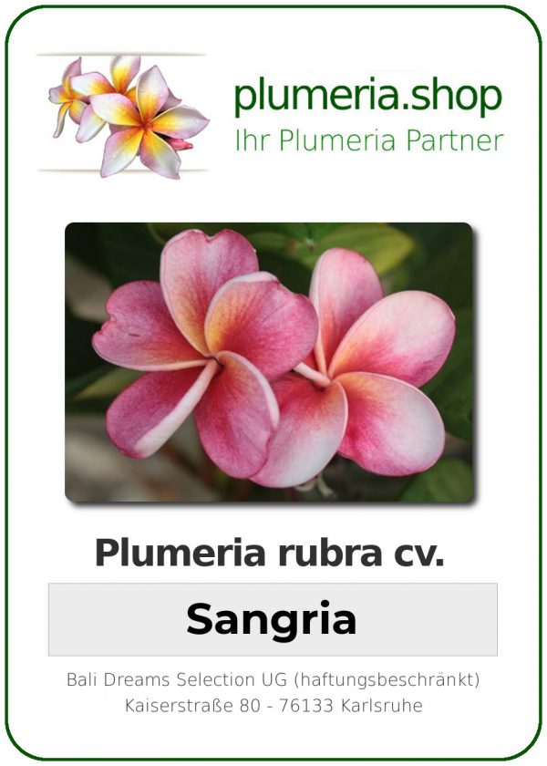 Plumeria rubra - &quot;Sangria&quot;