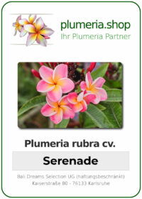 Plumeria rubra - "Serenade"