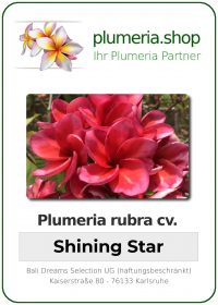 Plumeria rubra - "Shining Star"