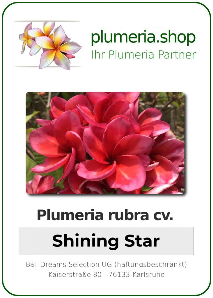 Plumeria rubra "Shining Star"