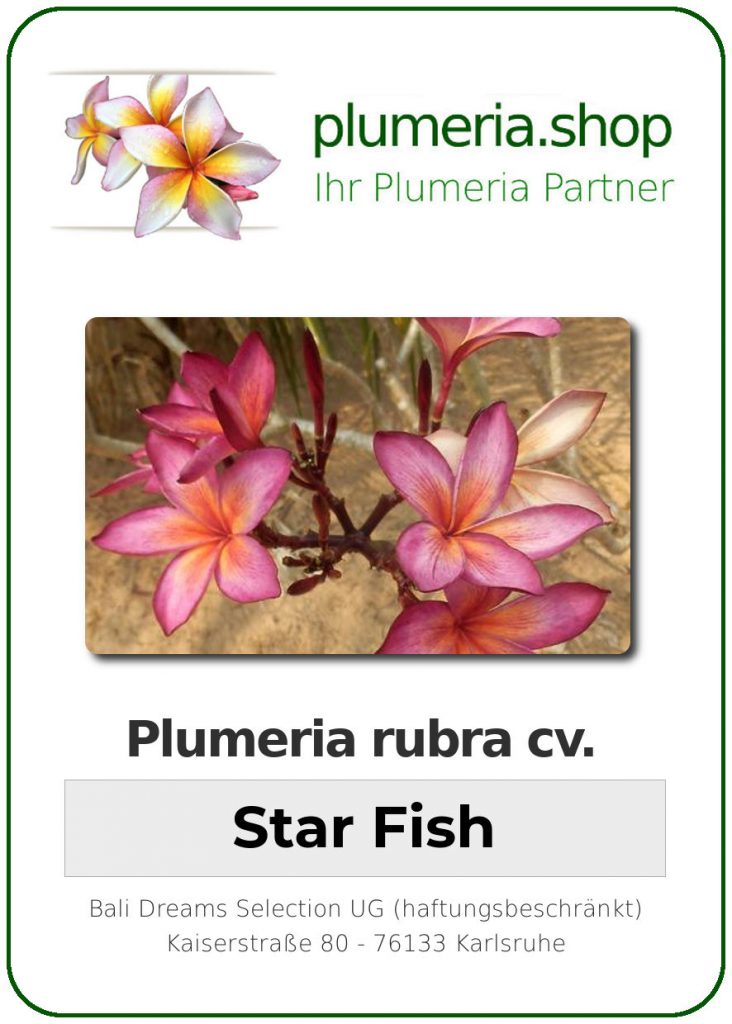 Plumeria rubra "Star Fish"