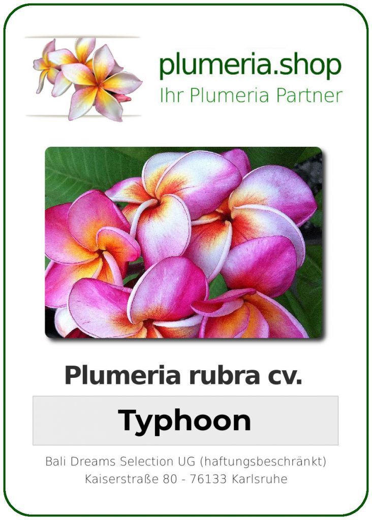 Plumeria rubra "Typhoon"