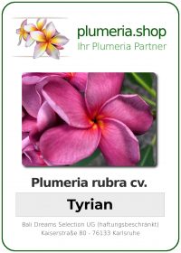 Plumeria rubra - "Tyrian"