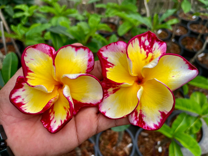 Plumeria rubra "Santas Gift"