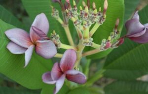 Plumeria rubra "Siam Lavender"