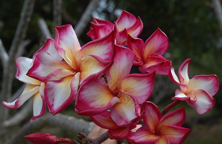 Plumeria rubra 'Som Gradjaan'