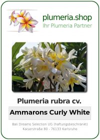 Plumeria rubra - "Ammarons Curly White"