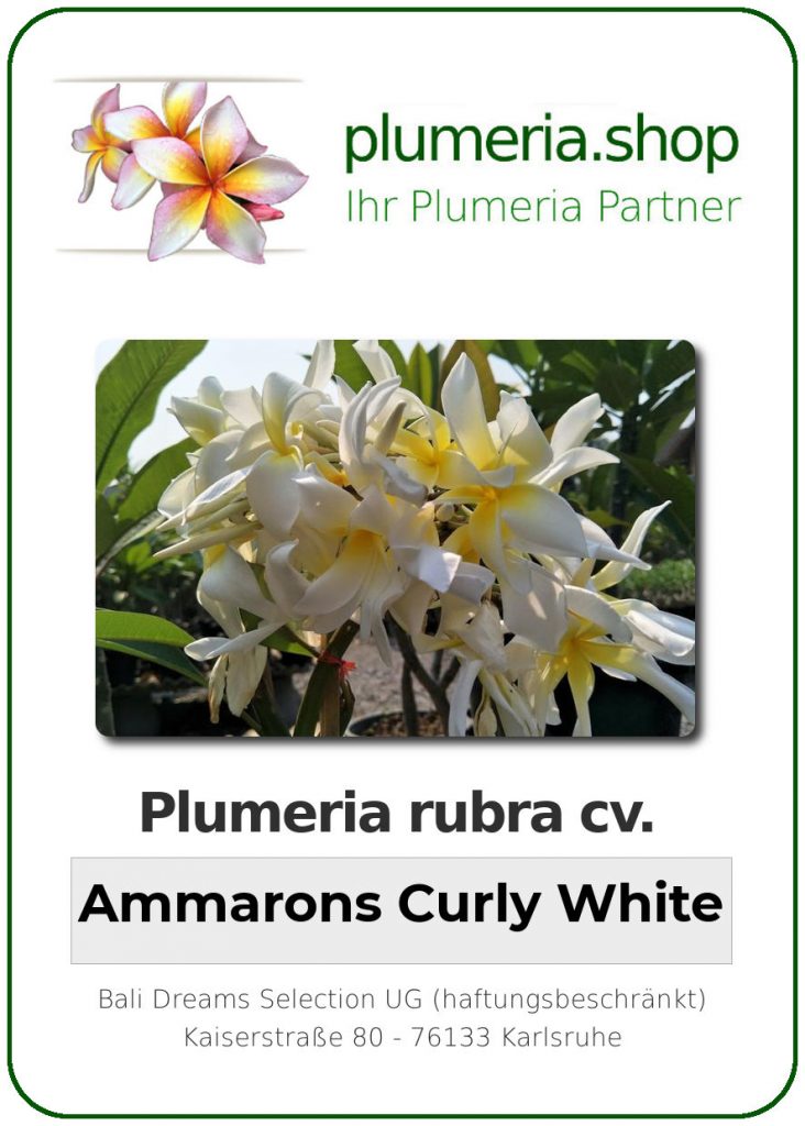 Plumeria rubra "Ammaron's Curly White"
