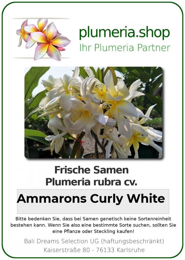 Plumeria rubra - &quot;Ammarons Curly White - Seeds&quot;