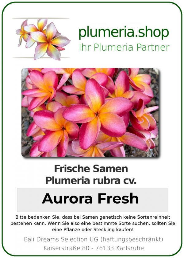 Plumeria rubra - &quot;Aurora Fresh - Seeds&quot;