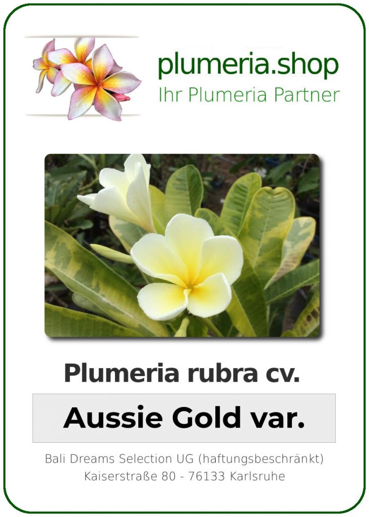 Plumeria rubra cv. "Aussie Gold variegated" - unbewurzelter Steckling