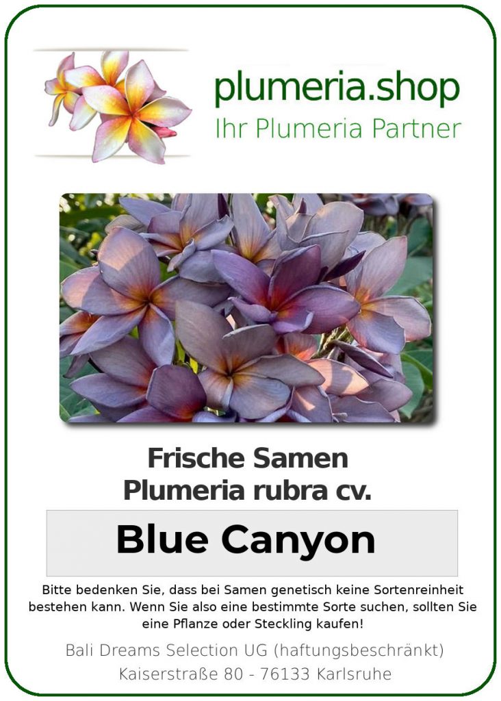 Plumeria rubra "Blue Canyon"