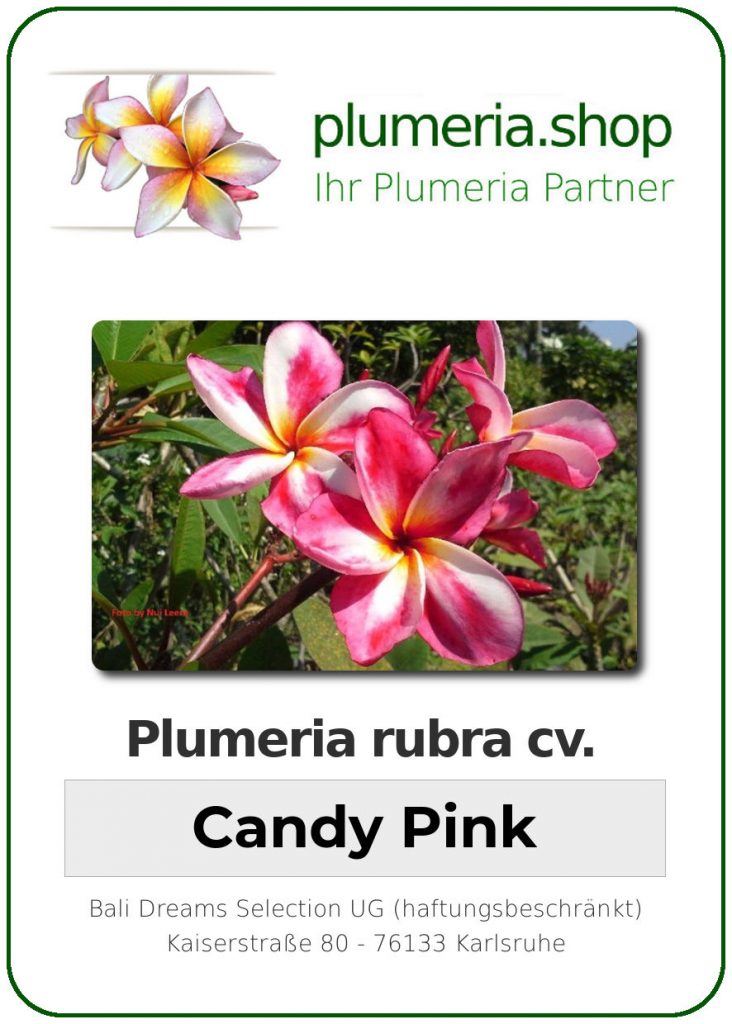 Plumeria rubra "Candy Pink"