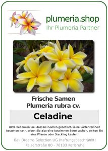 Plumeria rubra "Celadine"
