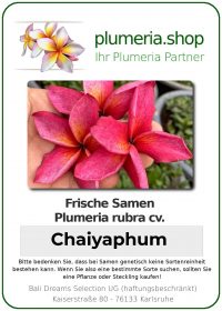 Plumeria rubra - "Chaiyaphum - Seeds"