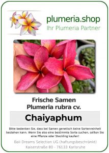 Plumeria rubra - "Chaiyaphum - Seeds"