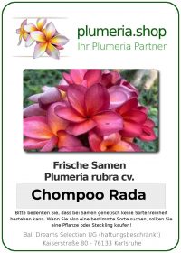 Plumeria rubra - "Chompoo Rada - Seeds"
