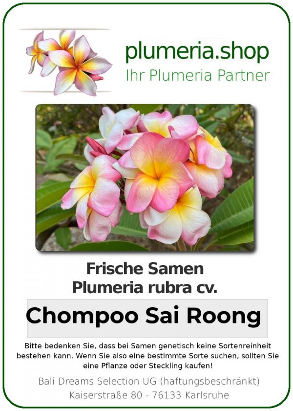 Plumeria rubra - "Chompoo Sai Roong - Seeds"