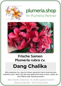 Plumeria rubra - "Dang Chalika - Seeds"