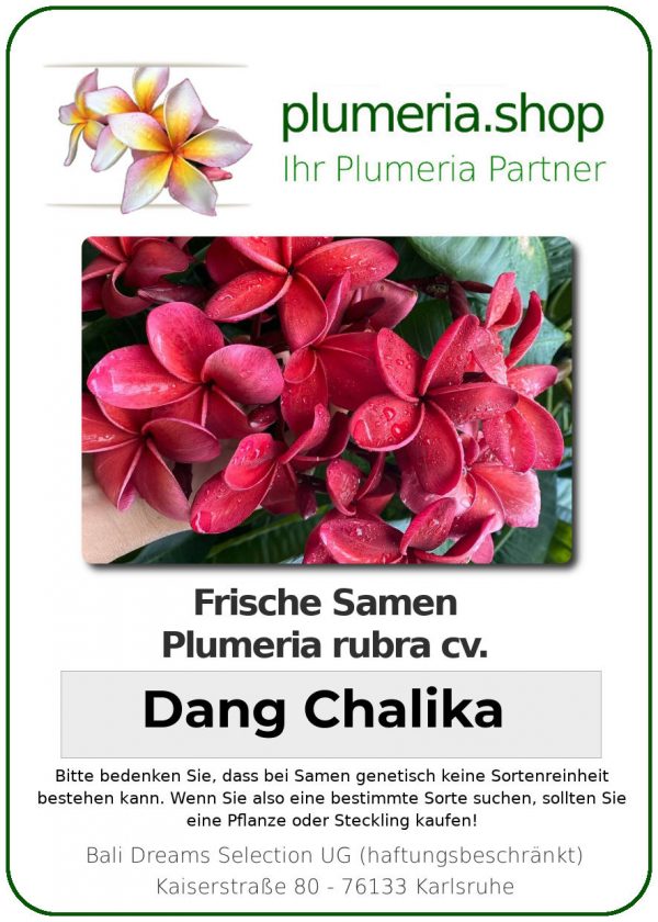 Plumeria rubra - &quot;Dang Chalika - Seeds&quot;