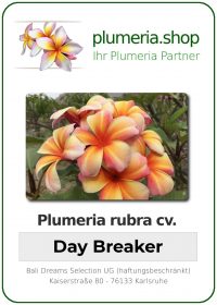 Plumeria rubra - "Day Breaker"