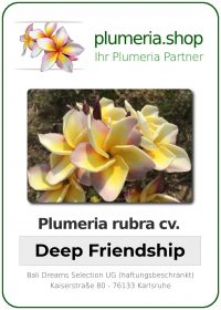 Plumeria rubra - "Deep Friendship"