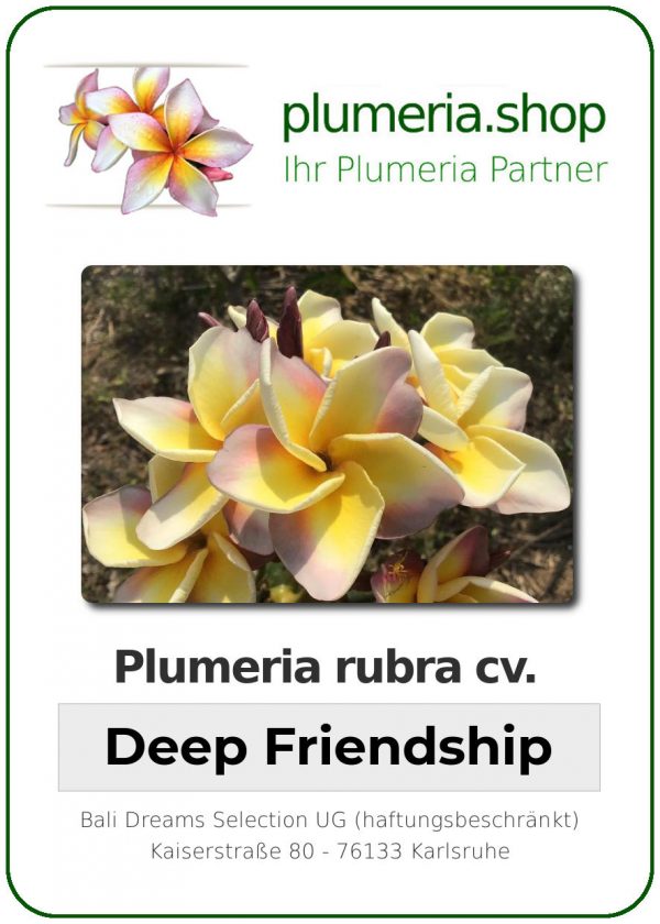 Plumeria rubra - "Deep Friendship"