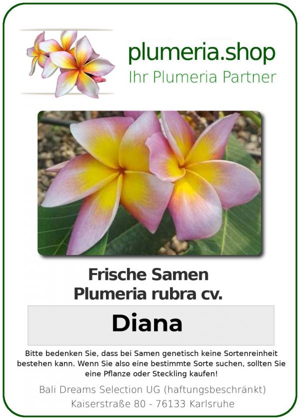 Plumeria rubra - &quot;Diana - Seeds&quot;