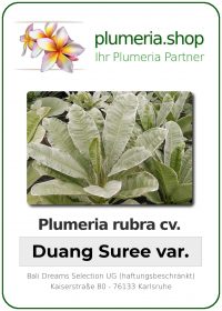 Plumeria rubra - "Duang Suree"