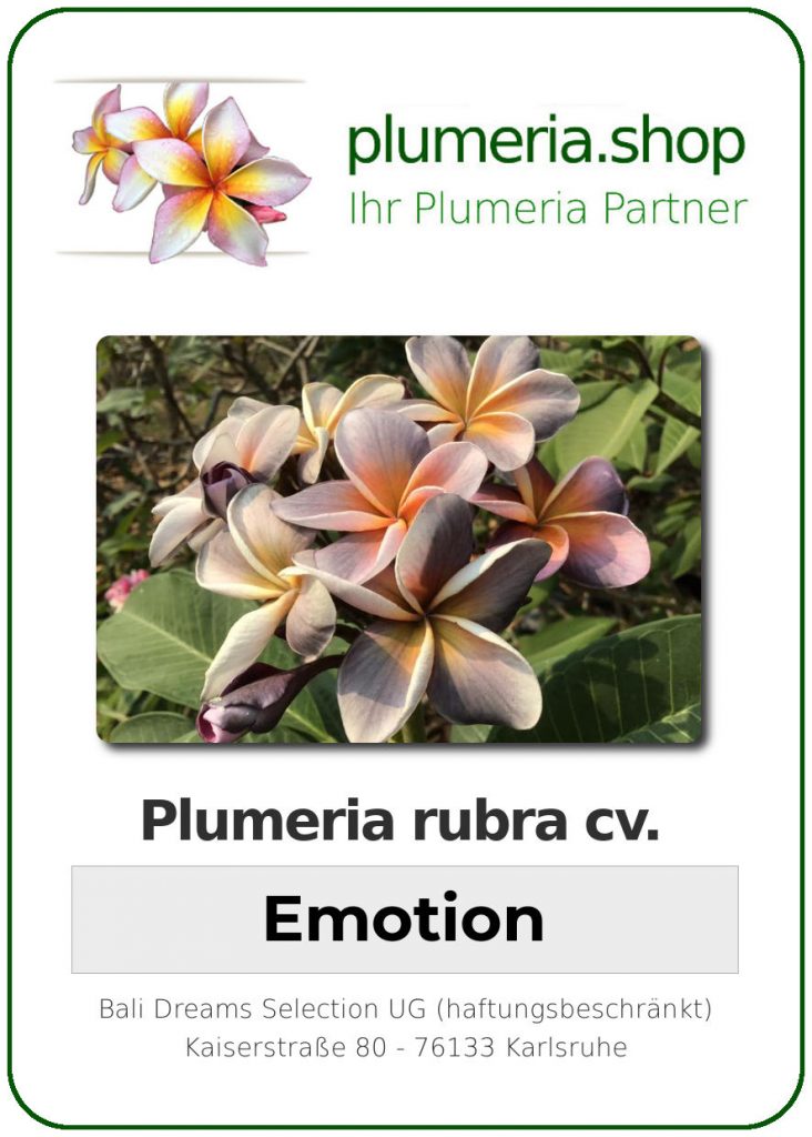 Plumeria rubra "Emotion" - wurzelnackt