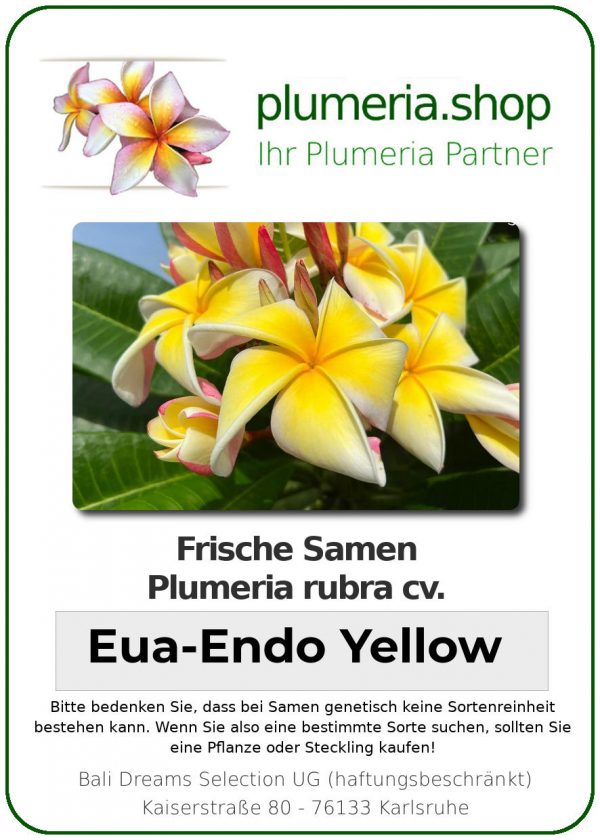 Plumeria rubra - "Eua-Endo Yellow - Seeds"