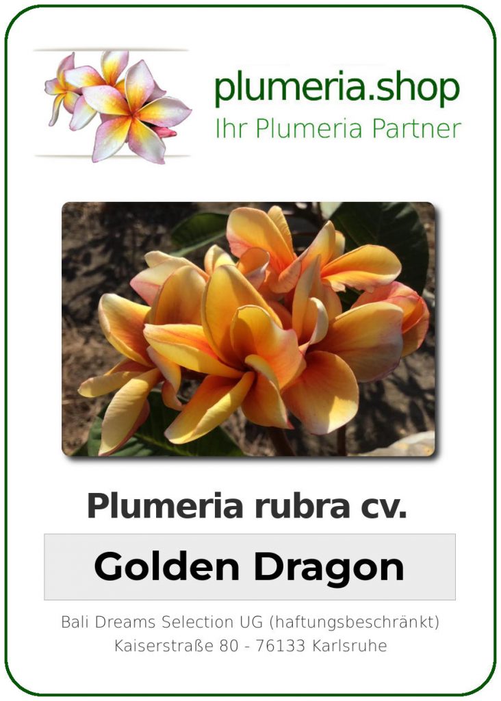 Plumeria rubra cv. "Golden Dragon" - unbewurzelter Steckling