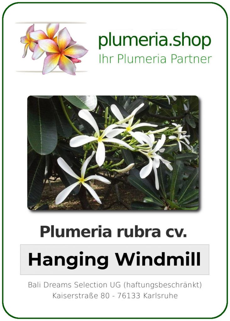Plumeria rubra cv. "Hanging Windmill" - unbewurzelter Steckling