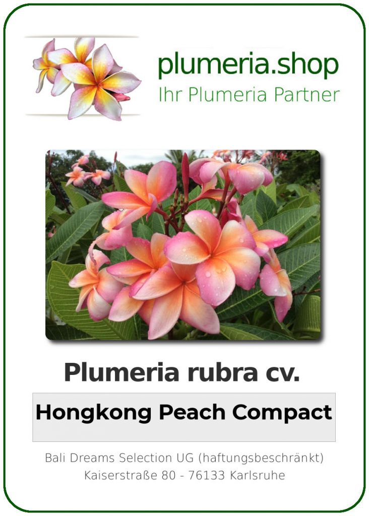Plumeria rubra cv. "Hongkong Peach Compact" - unbewurzelter Steckling