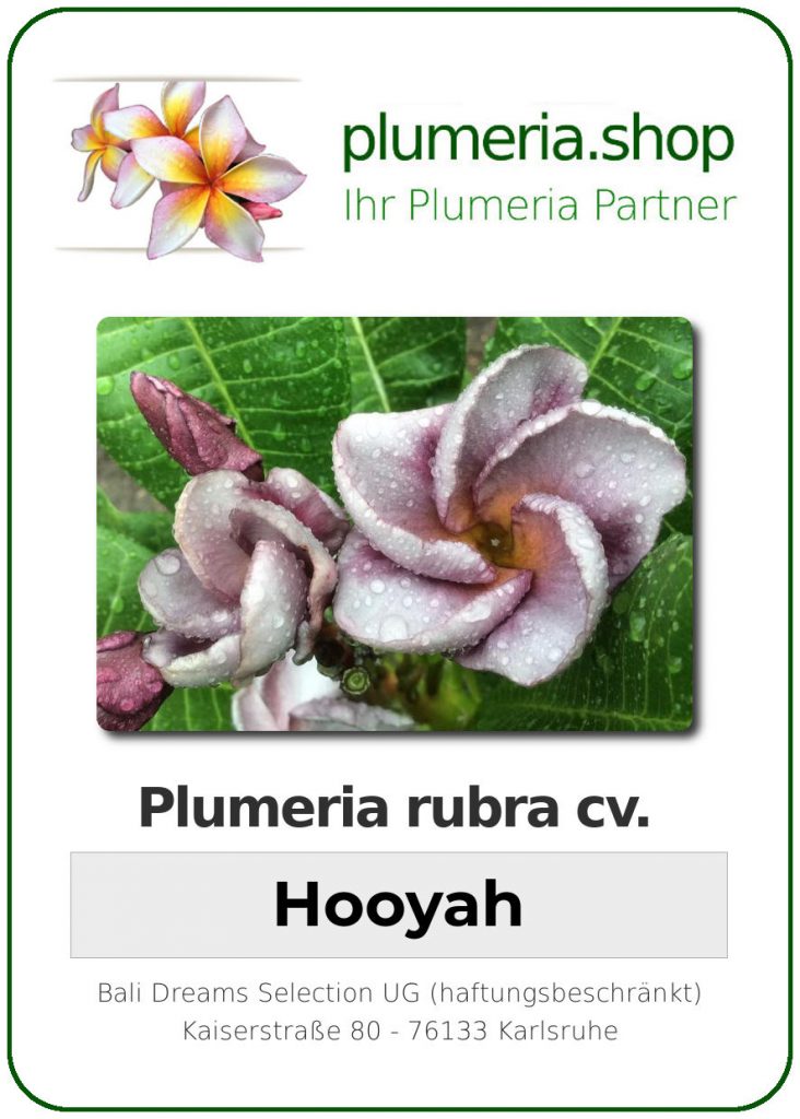Plumeria rubra "Hooyah"