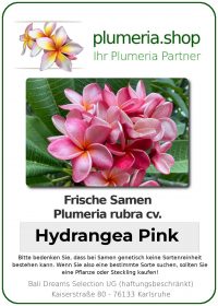Plumeria rubra - "Hydrangea Pink - Seeds"